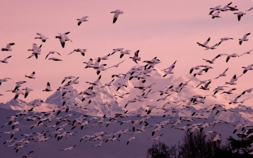 10 fåglar som kommer att vandra i stort antal över kontinenter
