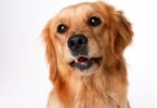 10 grooming Essentials för en lurvig hund