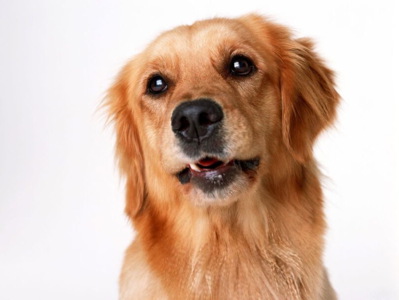 10 grooming Essentials för en lurvig hund