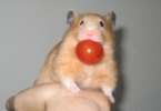 10 hälsosamma grönsaker och godsaker för att belöna din hamster