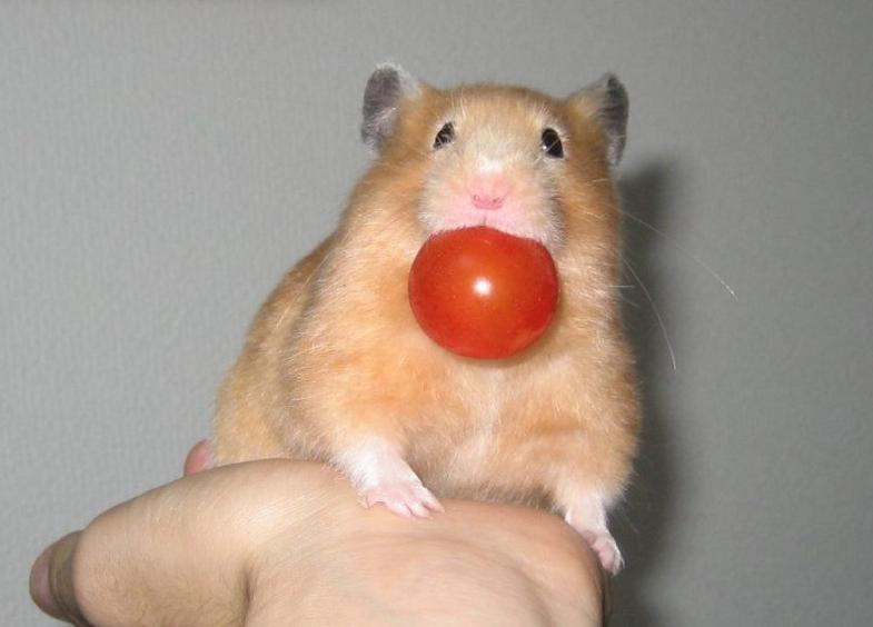 10 hälsosamma grönsaker och godsaker för att belöna din hamster
