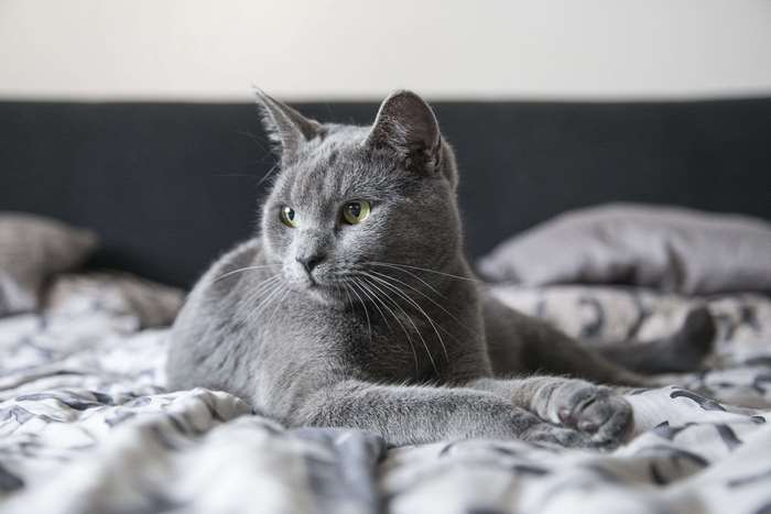 10 idiotsäkra tips för att skydda ditt livsrum från katter