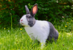10 naturliga kaninbeteenden att förstå
