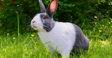 10 naturliga kaninbeteenden att förstå