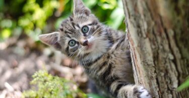 De 10 kattmuseerna som hyllar vår kärlek till katter