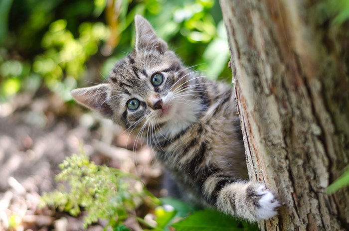 De 10 kattmuseerna som hyllar vår kärlek till katter