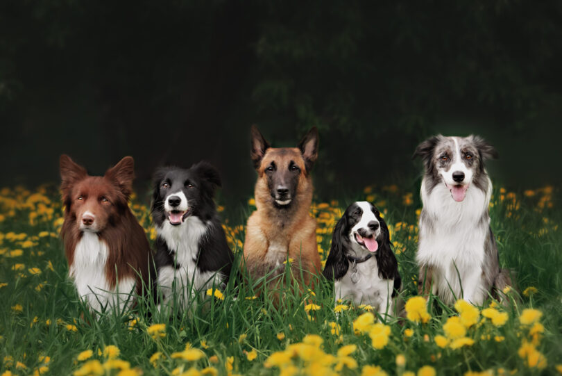 De 10 mest tillgivna hundraserna