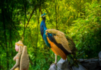 De 10 viktiga fåglarna i den tropiska skogen