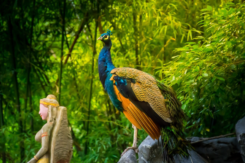 De 10 viktiga fåglarna i den tropiska skogen